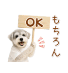 ポジティブな気持ちを伝えるシュナウザー（個別スタンプ：1）