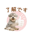 ポジティブな気持ちを伝えるシュナウザー（個別スタンプ：2）