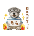 ポジティブな気持ちを伝えるシュナウザー（個別スタンプ：5）