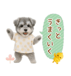 ポジティブな気持ちを伝えるシュナウザー（個別スタンプ：8）