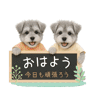 ポジティブな気持ちを伝えるシュナウザー（個別スタンプ：9）