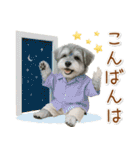 ポジティブな気持ちを伝えるシュナウザー（個別スタンプ：11）