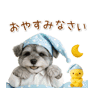 ポジティブな気持ちを伝えるシュナウザー（個別スタンプ：12）