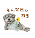 ポジティブな気持ちを伝えるシュナウザー（個別スタンプ：13）