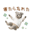 ポジティブな気持ちを伝えるシュナウザー（個別スタンプ：15）