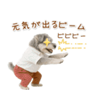 ポジティブな気持ちを伝えるシュナウザー（個別スタンプ：16）