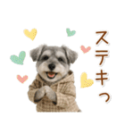 ポジティブな気持ちを伝えるシュナウザー（個別スタンプ：18）