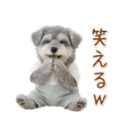 ポジティブな気持ちを伝えるシュナウザー（個別スタンプ：20）
