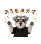 ポジティブな気持ちを伝えるシュナウザー（個別スタンプ：22）