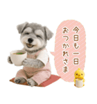 ポジティブな気持ちを伝えるシュナウザー（個別スタンプ：24）