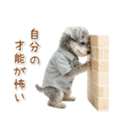 ポジティブな気持ちを伝えるシュナウザー（個別スタンプ：27）