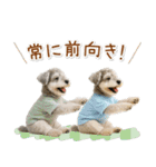 ポジティブな気持ちを伝えるシュナウザー（個別スタンプ：28）
