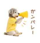 ポジティブな気持ちを伝えるシュナウザー（個別スタンプ：29）