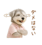 ポジティブな気持ちを伝えるシュナウザー（個別スタンプ：33）