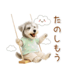 ポジティブな気持ちを伝えるシュナウザー（個別スタンプ：38）