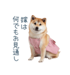 実写の嫁しば犬【連絡・夫婦・かわいい】（個別スタンプ：2）