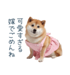 実写の嫁しば犬【連絡・夫婦・かわいい】（個別スタンプ：4）