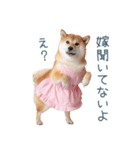 実写の嫁しば犬【連絡・夫婦・かわいい】（個別スタンプ：5）