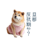 実写の嫁しば犬【連絡・夫婦・かわいい】（個別スタンプ：6）