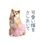 実写の嫁しば犬【連絡・夫婦・かわいい】（個別スタンプ：8）