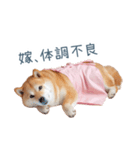 実写の嫁しば犬【連絡・夫婦・かわいい】（個別スタンプ：9）