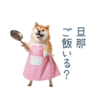 実写の嫁しば犬【連絡・夫婦・かわいい】（個別スタンプ：11）