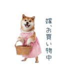 実写の嫁しば犬【連絡・夫婦・かわいい】（個別スタンプ：12）