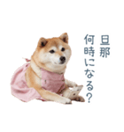 実写の嫁しば犬【連絡・夫婦・かわいい】（個別スタンプ：13）