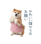 実写の嫁しば犬【連絡・夫婦・かわいい】（個別スタンプ：17）