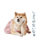 実写の嫁しば犬【連絡・夫婦・かわいい】（個別スタンプ：19）
