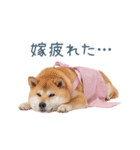 実写の嫁しば犬【連絡・夫婦・かわいい】（個別スタンプ：21）