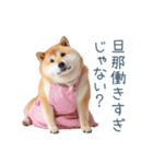 実写の嫁しば犬【連絡・夫婦・かわいい】（個別スタンプ：22）