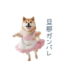 実写の嫁しば犬【連絡・夫婦・かわいい】（個別スタンプ：23）