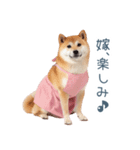 実写の嫁しば犬【連絡・夫婦・かわいい】（個別スタンプ：26）