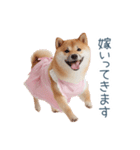 実写の嫁しば犬【連絡・夫婦・かわいい】（個別スタンプ：27）