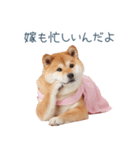 実写の嫁しば犬【連絡・夫婦・かわいい】（個別スタンプ：29）