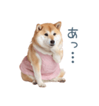 実写の嫁しば犬【連絡・夫婦・かわいい】（個別スタンプ：30）