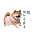 実写の嫁しば犬【連絡・夫婦・かわいい】（個別スタンプ：31）