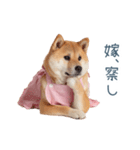 実写の嫁しば犬【連絡・夫婦・かわいい】（個別スタンプ：32）