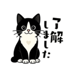 ハチワレ猫の毎日スタンプ（個別スタンプ：1）