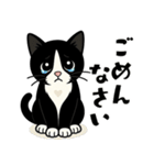 ハチワレ猫の毎日スタンプ（個別スタンプ：17）