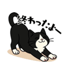 ハチワレ猫の毎日スタンプ（個別スタンプ：27）