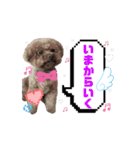 もふもふフレンド(part1)（個別スタンプ：12）