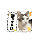 もふもふフレンド(part1)（個別スタンプ：13）
