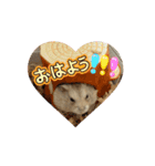 ハムのおこげちゃん（個別スタンプ：13）