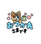 猫 動く、使えるスタンプ（個別スタンプ：10）