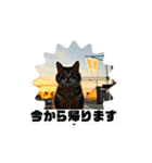 猫 動く、使えるスタンプ（個別スタンプ：15）