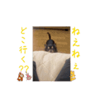 初！Chappy, Coo, Choco 動くスタンプ（個別スタンプ：2）