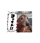 初！Chappy, Coo, Choco 動くスタンプ（個別スタンプ：6）