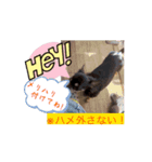 初！Chappy, Coo, Choco 動くスタンプ（個別スタンプ：7）
